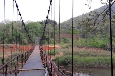 Jungle Star Bridge